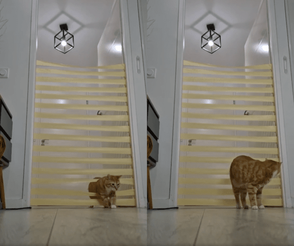 출처 : Reddit / 나올 수 있다는 걸 깨닫고 틈사이로 몸을 꺼내는 고양이