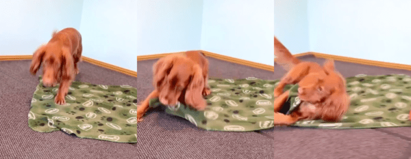 출처 : Reddit / 이불 끝을 물고 돌아서 몸을 감싸는 강아지