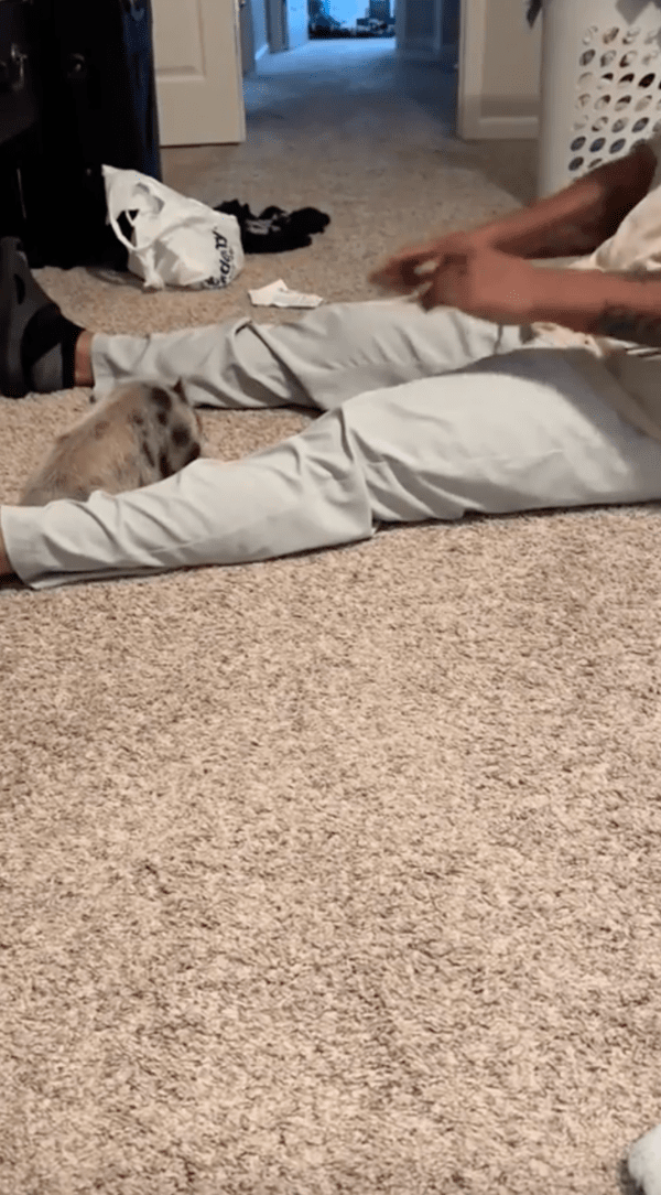 출처 : Reddit / 10초 정도 뛰었나? 금방 지쳐 버린 아기 돼지