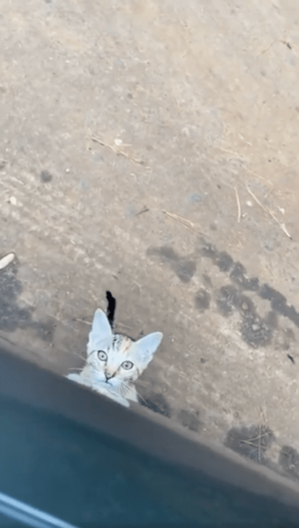 출처 : Reddit / 나 좀 데려가라냥~