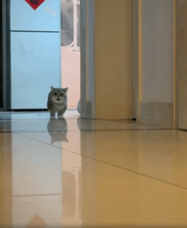 출처 : Reddit / 누군가를 부르는 듯 야옹거리는 엄마 고양이