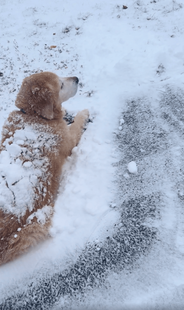 출처 : Reddit / 주인이 차도에 쌓인 눈을 치워도 가만히 있는 리트리버