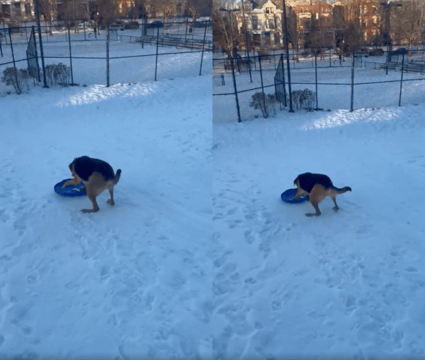 출처 : Reddit / 두 뒷다리로 브레이크를 잡듯 내려가는 강아지