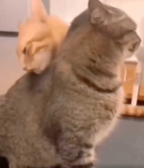 출처 : Reddit / 친구를 열심히 그루밍하는 오렌지 고양이