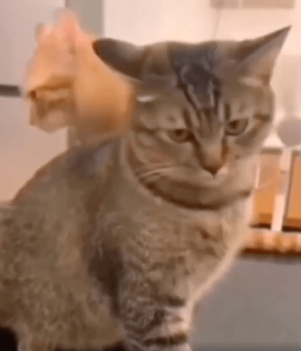 출처 : Reddit / 갑자기 깊은 생각에 빠진 오렌지 고양이와 이를 모르는 회색 고양이