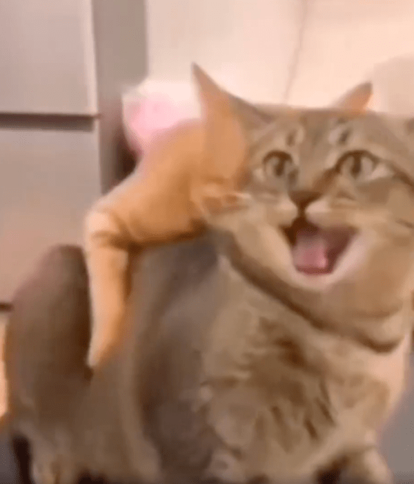 출처 : Reddit / 오렌지 고양이가 물자, 당황한 회색 고양이의 울음