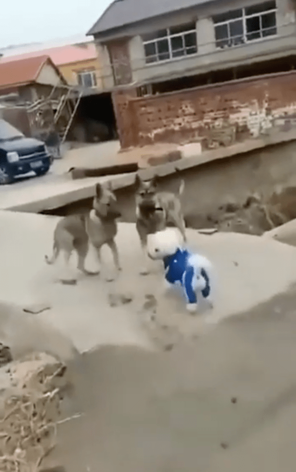 출처 : Reddit / 나 다리 건너도 되냐개?