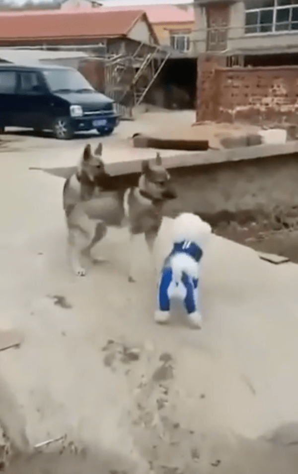 출처 : Reddit / 어.. 어.. 다가오지 말라개...!