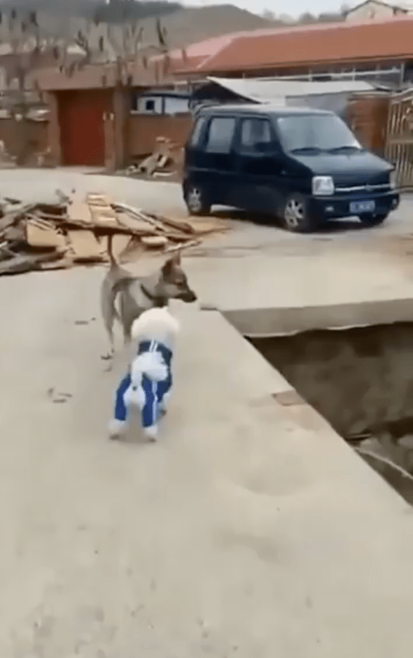 출처 : Reddit / 친구 어디로 갔개? 나도 모르개...