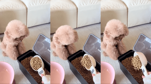 출처 : Reddit / 사료를 덜어내는 스쿱을 바라보는 푸들