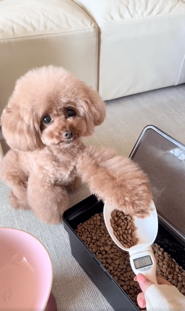 출처 : Reddit / 배고프다개... 얼른 달라개...