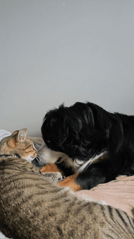 출처 : Reddit / 서로 냄새를 맡는 개와 고양이