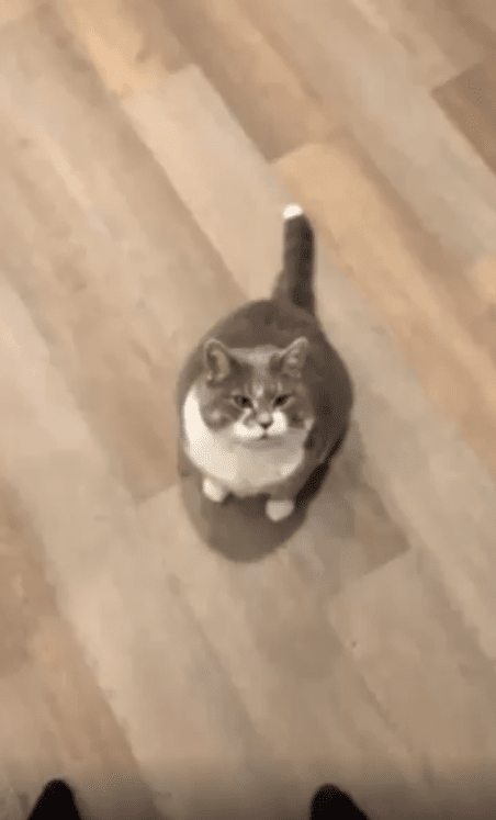 출처 : Reddit / 고양이 한마리가 있다