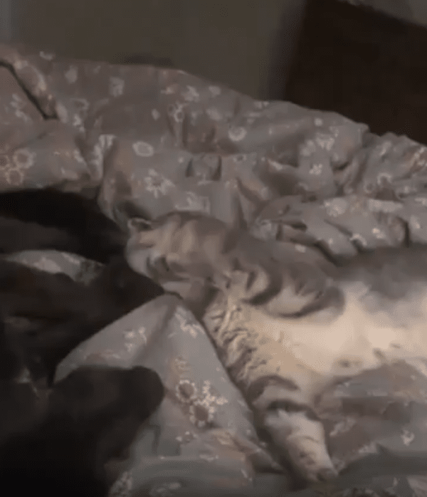 출처 : Reddit / 편안하게 누워있는 개와 고양이