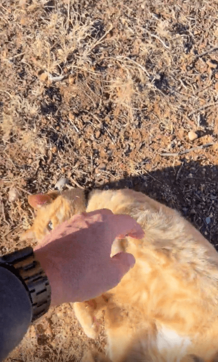 출처 : Reddit / 길바닥에 누워있는 고양이를 쓰다듬는 남성