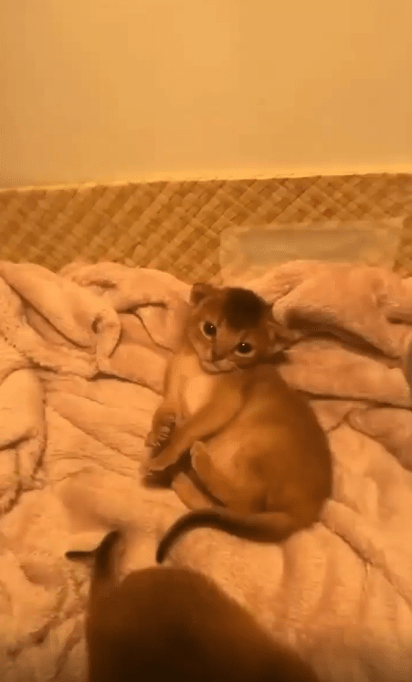 출처 : Reddit / 귀여운 새끼 고양이 한마리