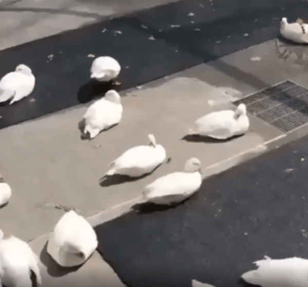 출처 : Reddit / 오리들이 휴식을 취하고있다