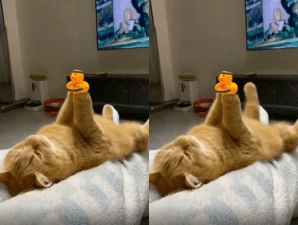 출처 : Reddit / 무릎에 등을 대고 누워서 오리인현을 받치고 있는 고양이