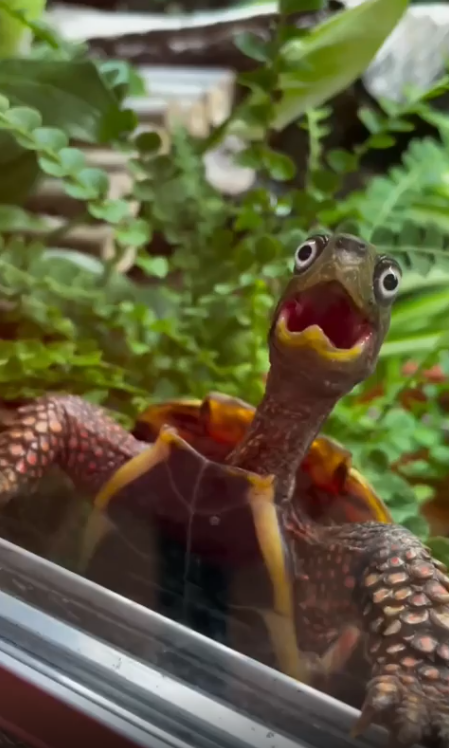 출처 : Reddit / 놀란 표정의 거북이