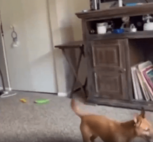 출처 : Reddit / 강아지 한마리가 있다