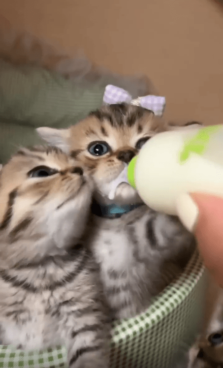 출처 : Reddit / 새끼 고양이들이 젖병을 서로 물려고 한다