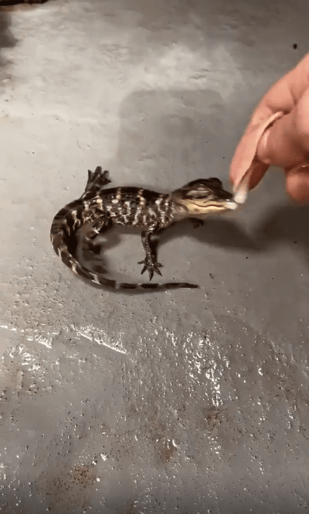 출처 : Reddit / 먹이를 물고있는 새끼악어