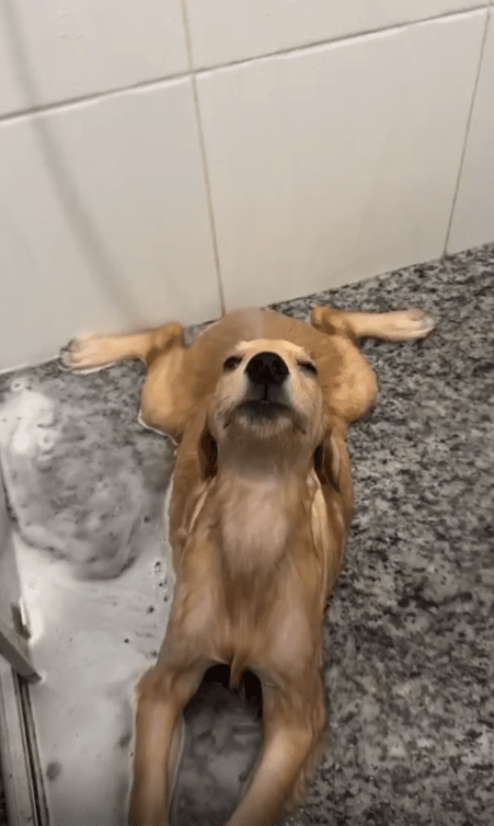 출처 : Reddit / 욕실에 누워서 물줄기를 맞는 개