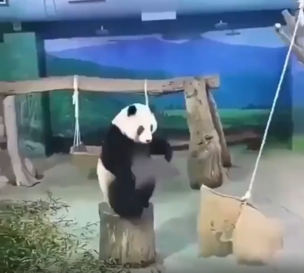 출처 : Reddit / 자루를 노리는 팬더
