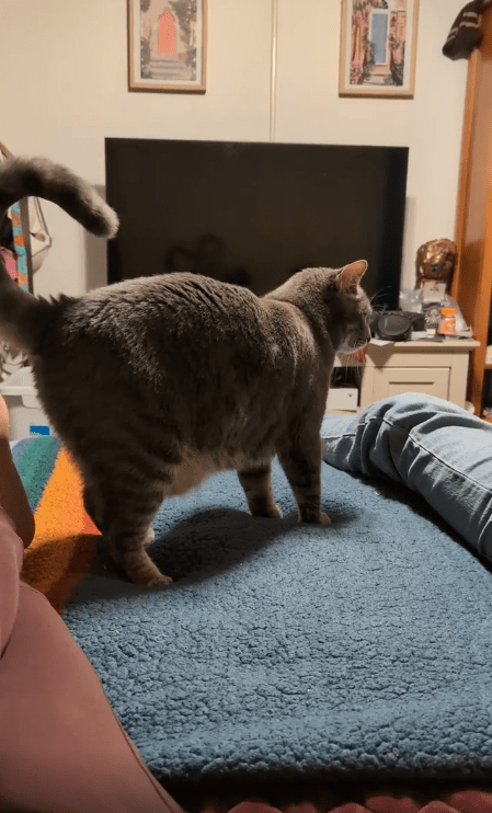 출처 : Reddit / 고양이가 누워있는 남성을 향해 간다