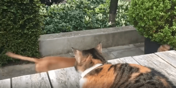 출처 : Reddit / 강아지가 걸어가는 모습을 지켜보는 고양이