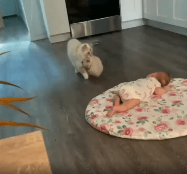 출처 : Reddit / 어미 고양이가 새끼고양이를 물고 아기에게 다가온다