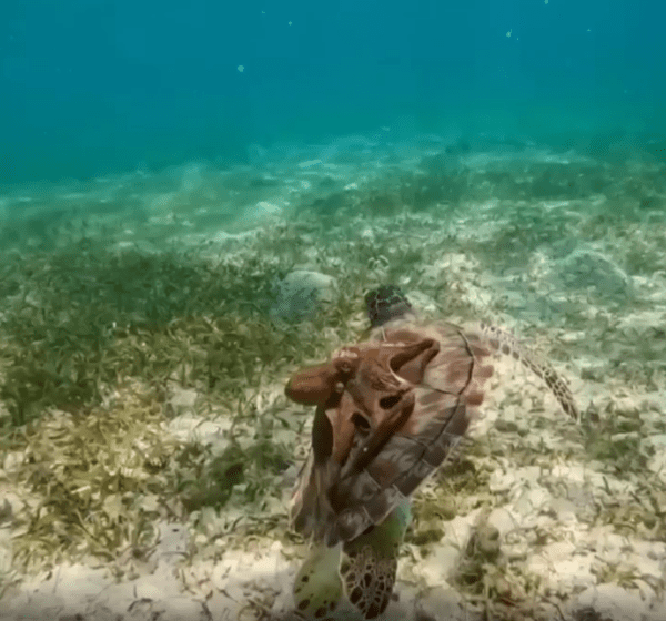 출처 : Reddit / 헤엄치는 거북이 위에 문어가 타고있다