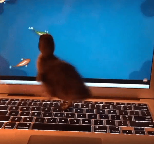 출처 : Reddit / 새끼 오리가 모니터를 바라본다