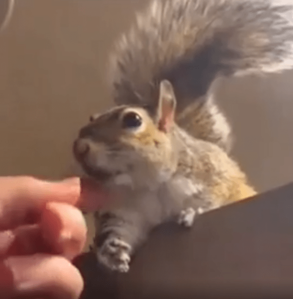 출처 : Reddit / 다람쥐의 목덜미를 쓰다듬어준다