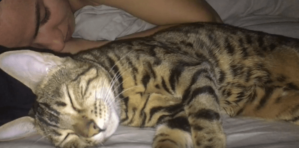 출처 : Reddit / 고양이가 침대위에서 잠을 자고 있다