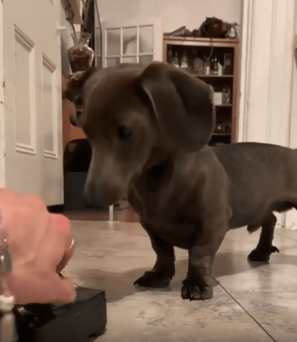 출처 : Reddit / 다이얼식 전화기에 관심을 보이는 닥스훈트