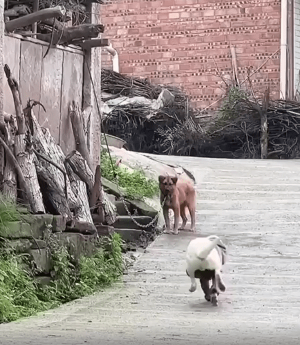 출처 : Reddit / 벽에 걸린 목줄에 묶여있는 강아지를 향해 한 강아지가 뛰어간다