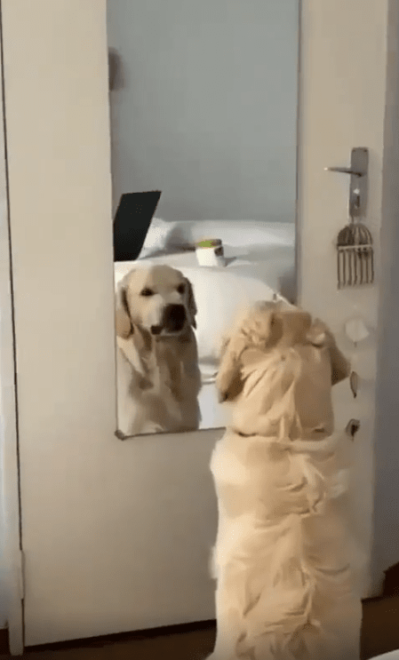 출처 : Reddit / 거울앞에 서있는 강아지