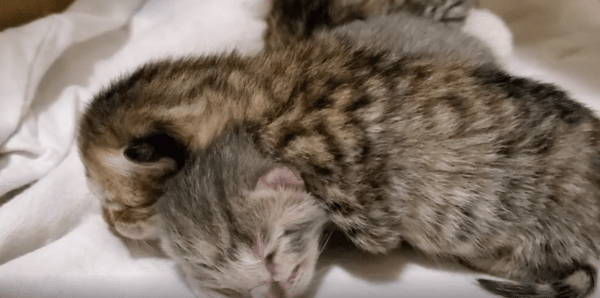 출처 : Reddit / 새끼 고양이가 누워있다