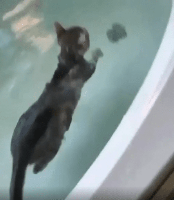 출처 : Reddit / 천천히 헤엄치는 고양이