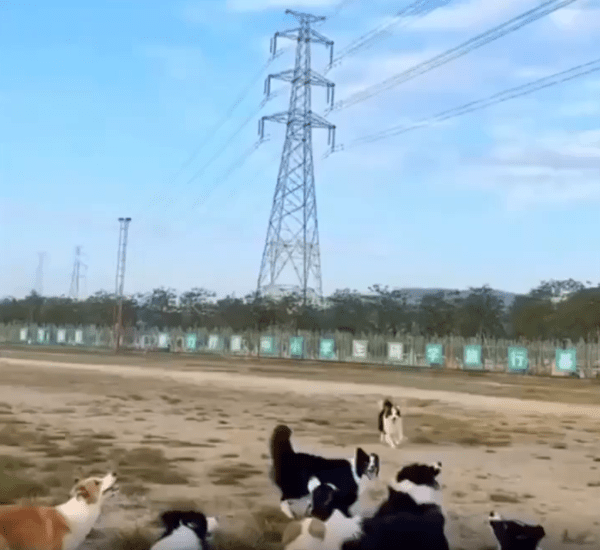 출처 : Reddit / 강아지들이 모여있다