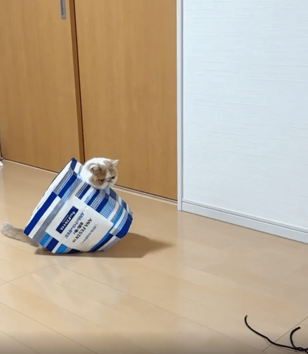 출처 : Reddit / 종이 쇼핑백을 뒤집어 쓴 고양이