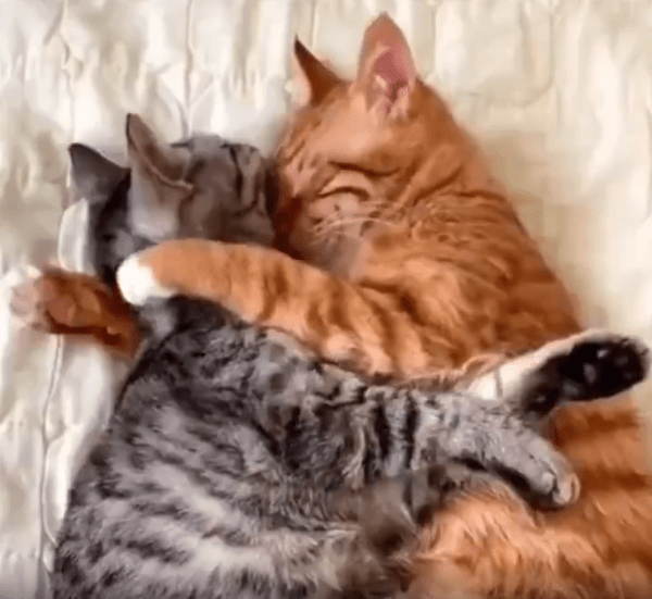 출처 : Reddit / 꼭 껴안고 자는 고양이들