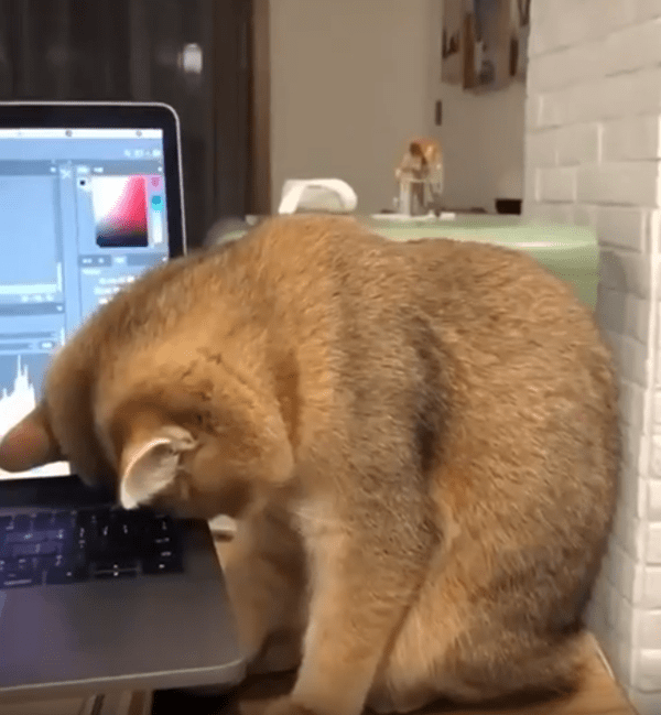 출처 : Reddit / 고양이가 노트북에 머리를 박고 자고 있다.