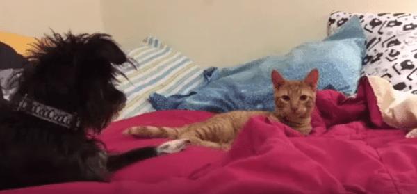 출처 : Reddit / 고양이와 강아지가 앉아있다