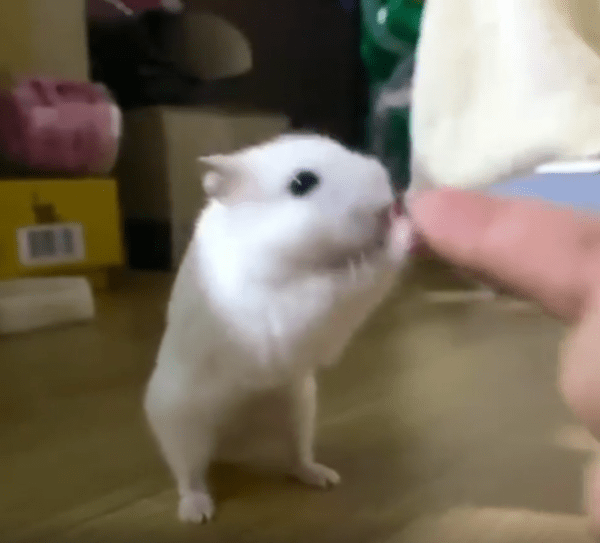 출처 : Reddit / 햄스터가 주인의 손가락에 맞춰 같이 몸을 흔든다