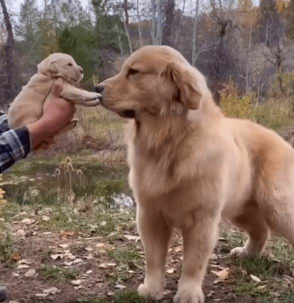 출처 : Reddit / 새끼강아지를 보는 골든리트리버