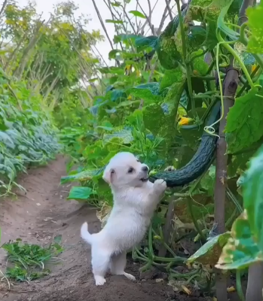 출처 : Reddit / 새끼 강아지가 오이를 뜯어먹고 있다.