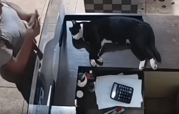 출처 : Reddit / 테이블위에 편하게 누워있는 고양이 한마리