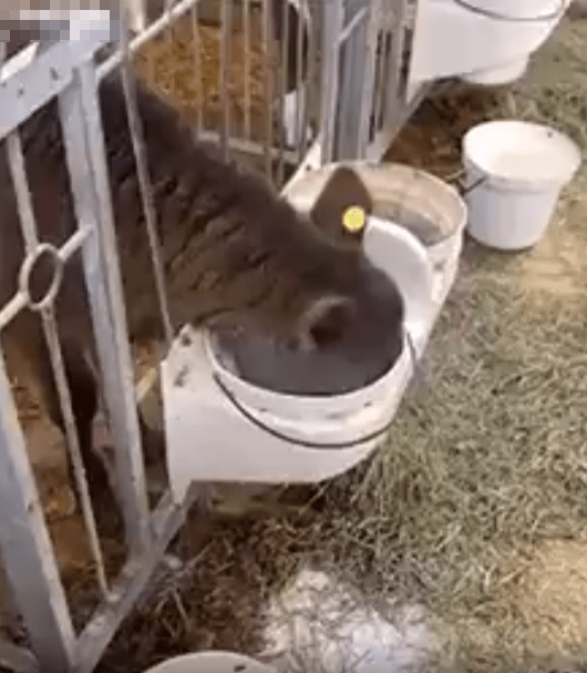 출처 : Reddit / 송아지가 우유통에 얼굴을 박고 우유를 마신다